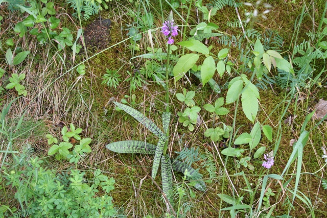 Orchidee dalla Carinzia( Dactylorhiza)